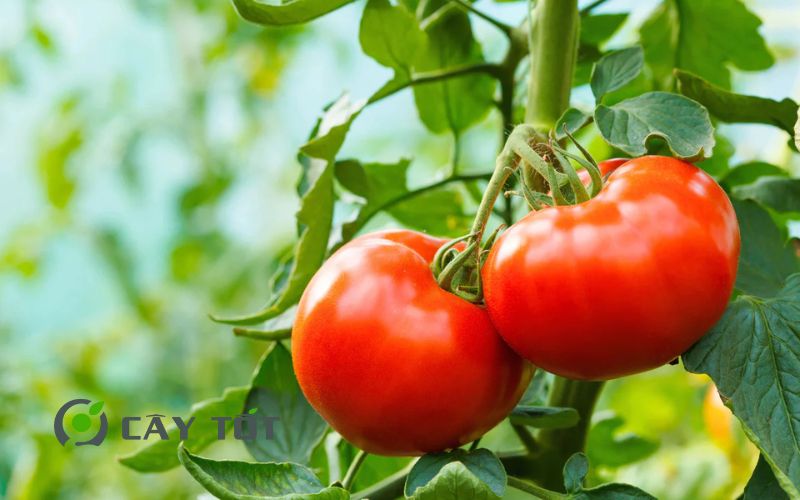 Hạt Giống Cà Chua Đỏ
