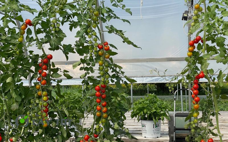 Hạt Giống Cà Chua Bi