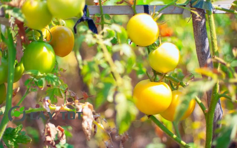 Hạt Giống Cà Chua Vàng