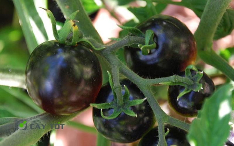 Hạt Giống Cà Chua Đen