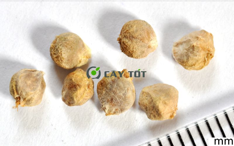 Hạt Giống Cải Bó Xôi