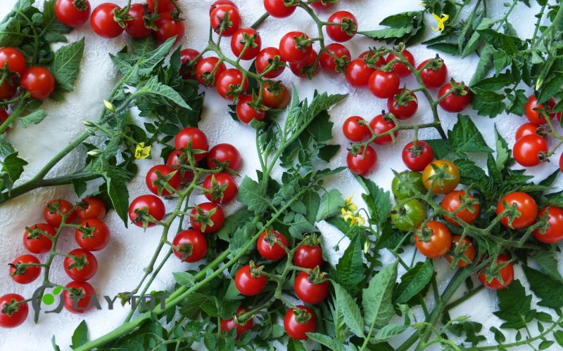 Hạt Giống Cà Chua Cherry