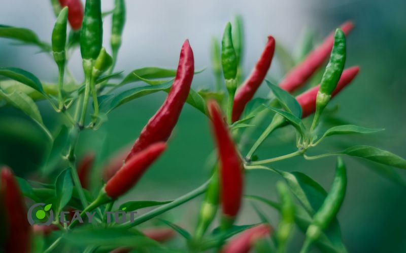 Hạt Giống Ớt Chỉ Thiên