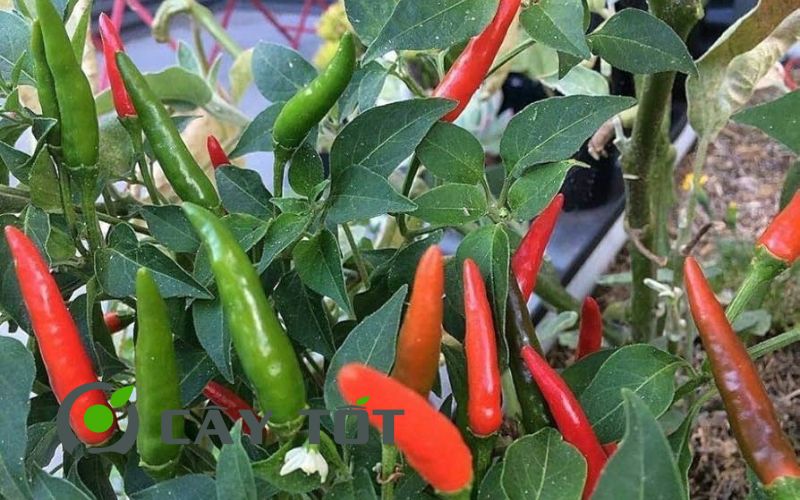 Hạt Giống Ớt Hiểm