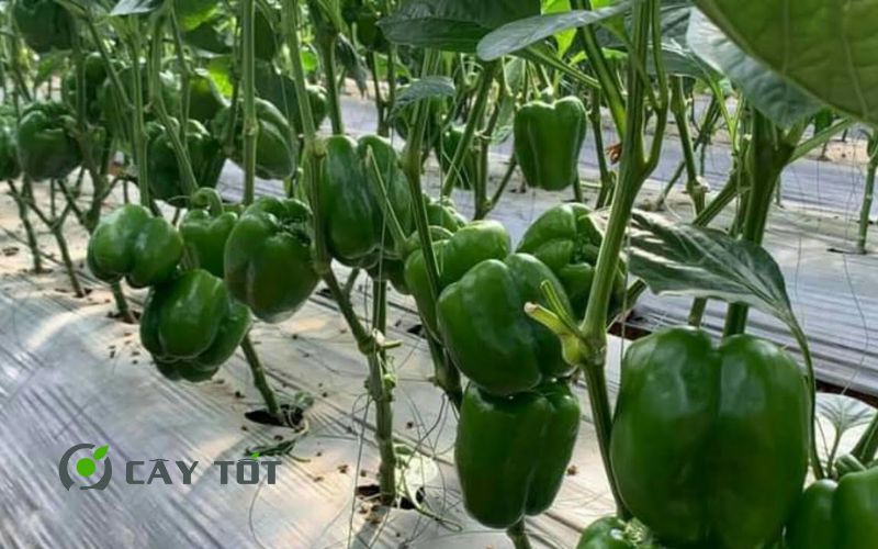 Hạt Giống Ớt Chuông Đỏ