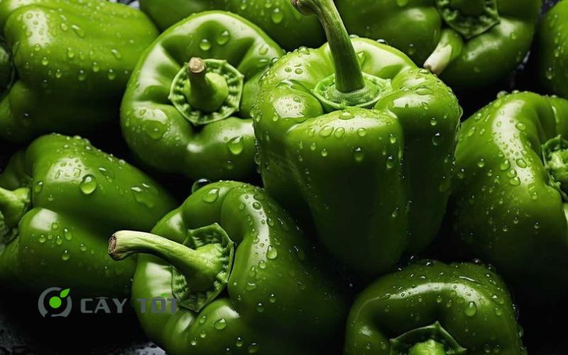 Hạt Giống Ớt Chuông Xanh