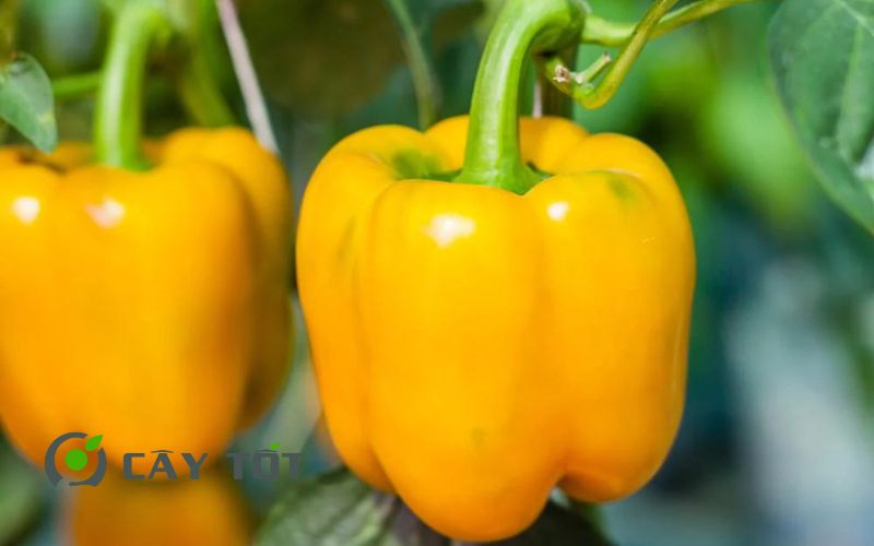 Hạt Giống Ớt Chuông Vàng