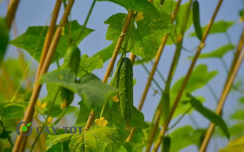 Hạt Giống Dưa Leo