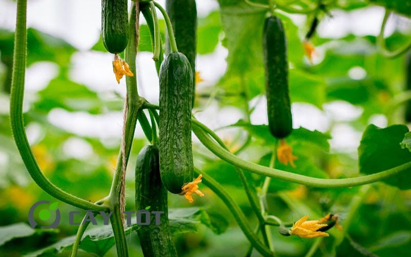 Hạt Giống Dưa Leo Baby