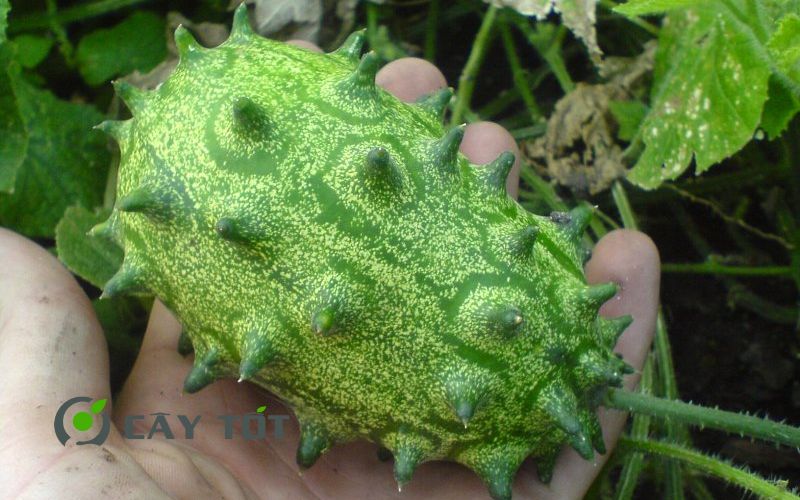 Hạt Giống Dưa Leo Thân Gai