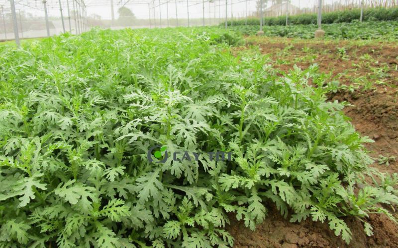 Hạt Giống Cải Cúc (Tần Ô)