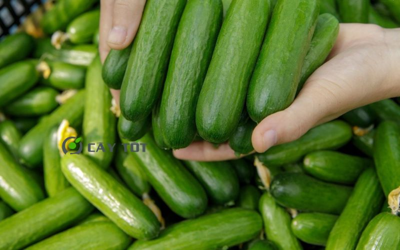 Hạt Giống Dưa Leo Không Hạt