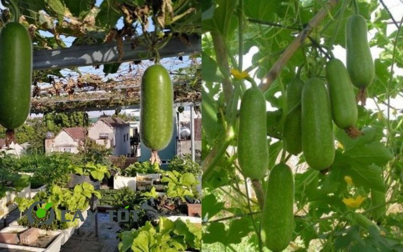 Hạt Giống Bí Đao