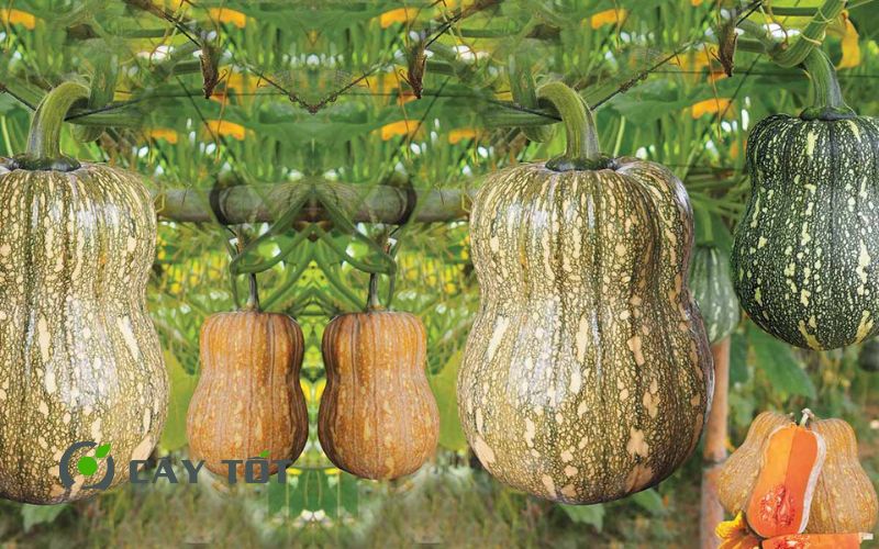 Hạt Giống Bí Đỏ