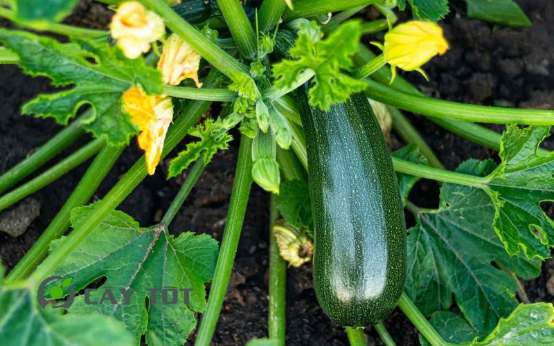 Hạt Giống Bí Xanh