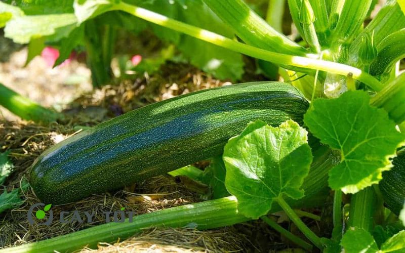 Hạt Giống Bí Ngòi Xanh