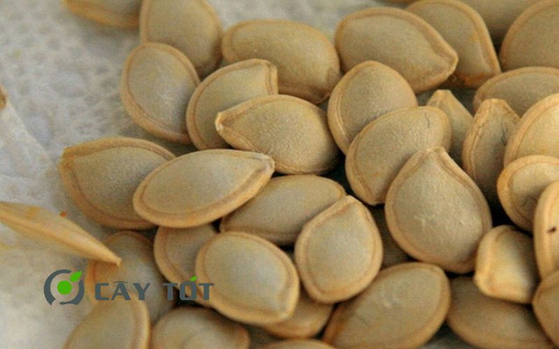 Hạt Giống Bí Ngòi Vàng