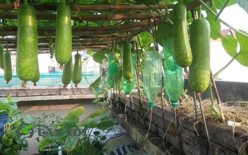 Hạt Giống Bầu Sao