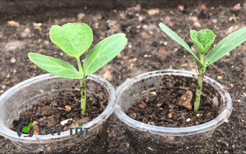 Hạt Giống Bầu Hồ Lô