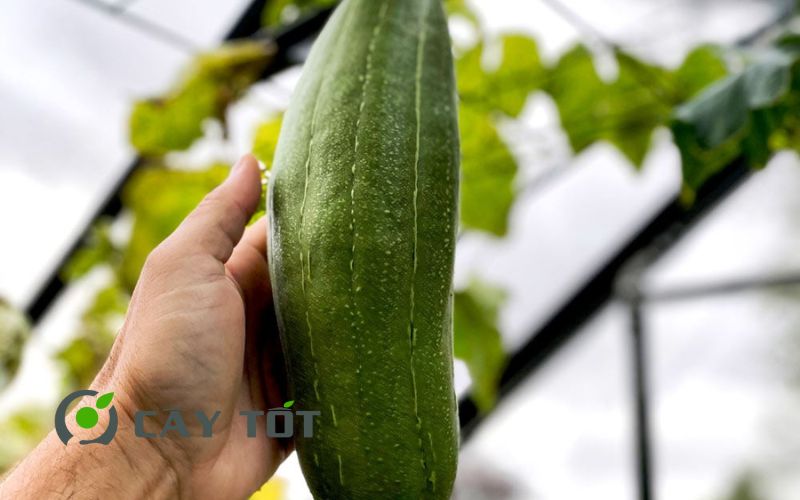 Hạt Giống Mướp Hương