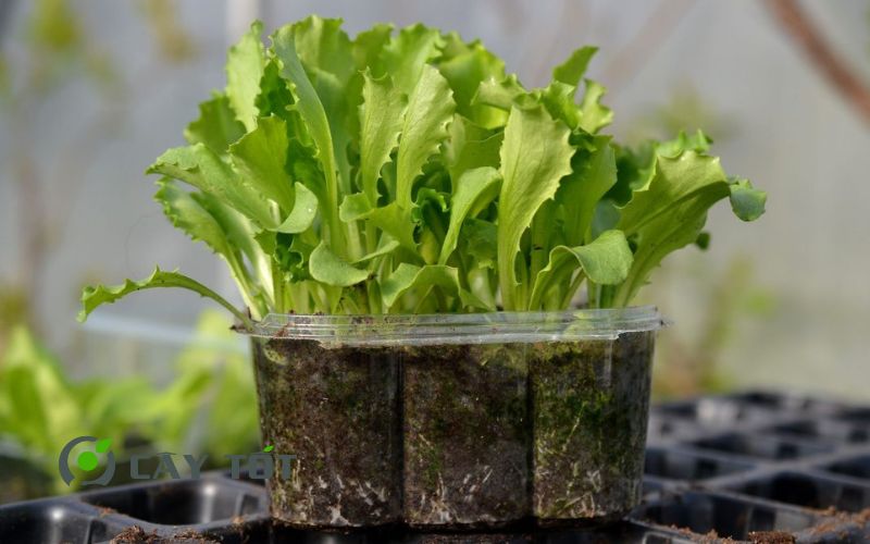 Hạt Giống Xà Lách Xoăn