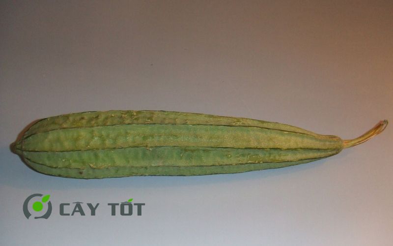 Hạt Giống Mướp Khía