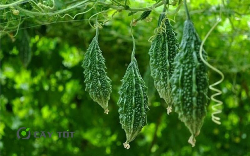 Hạt Giống Khổ Qua