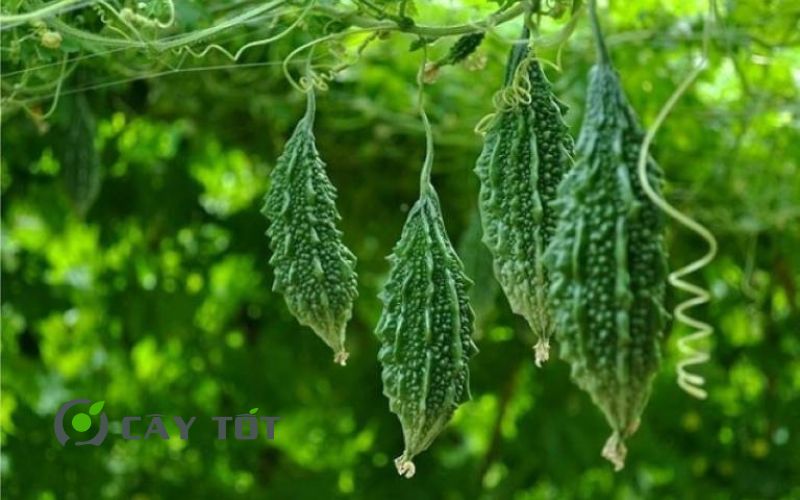 Hạt Giống Khổ Qua Rừng