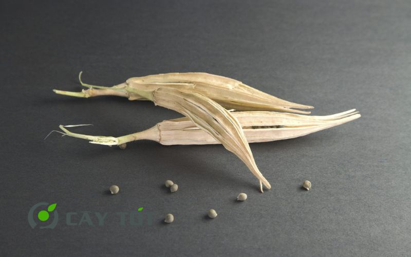 Hạt Giống Đậu Bắp