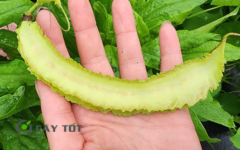 Hạt Giống Đậu Rồng