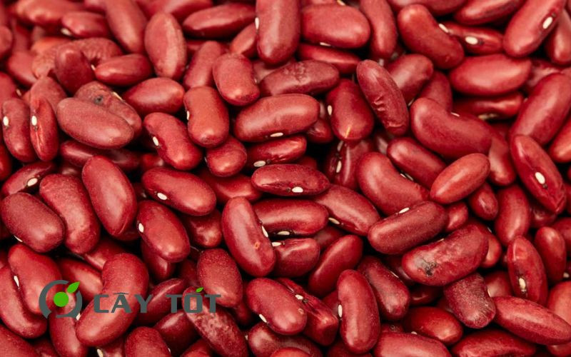 Hạt Giống Đậu Que