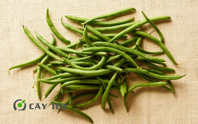 Hạt Giống Đậu Cove Xanh