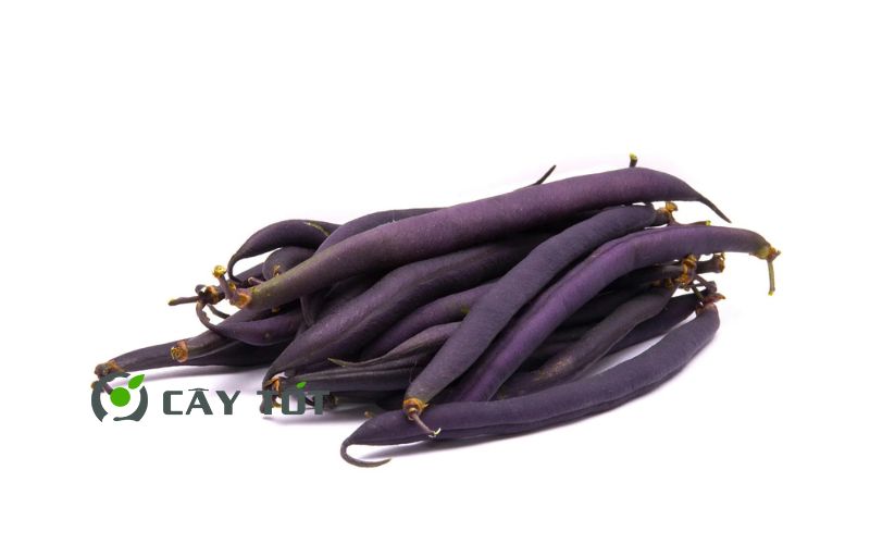 Hạt Giống Đậu Cove Tím