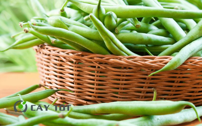 Hạt Giống Đậu Ván