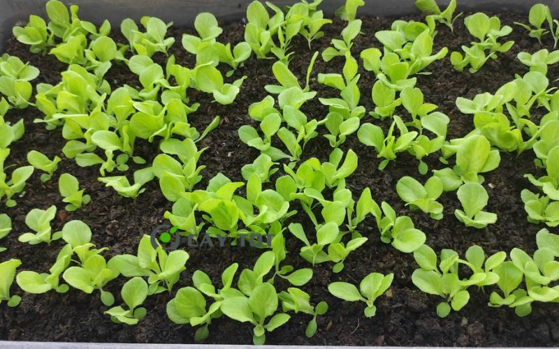 Hạt Giống Xà Lách Mỡ