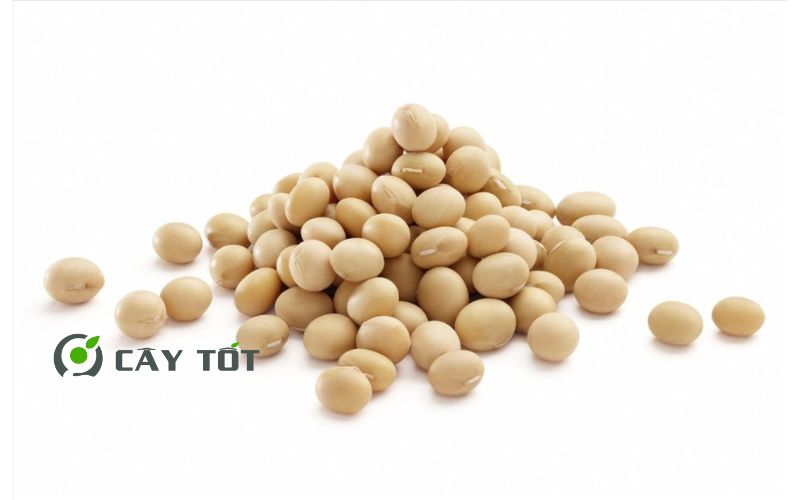 Hạt giống Đậu Nành