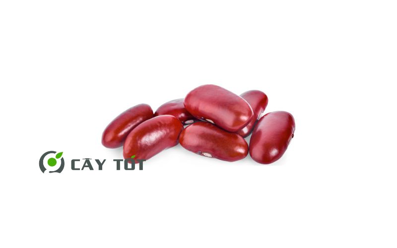 Hạt Giống Đậu Đỏ