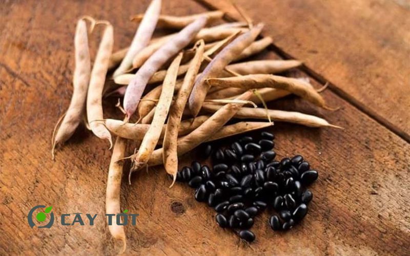Hạt Giống Đậu Đen