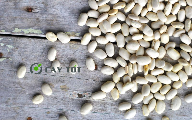 Hạt Giống Đậu Trắng