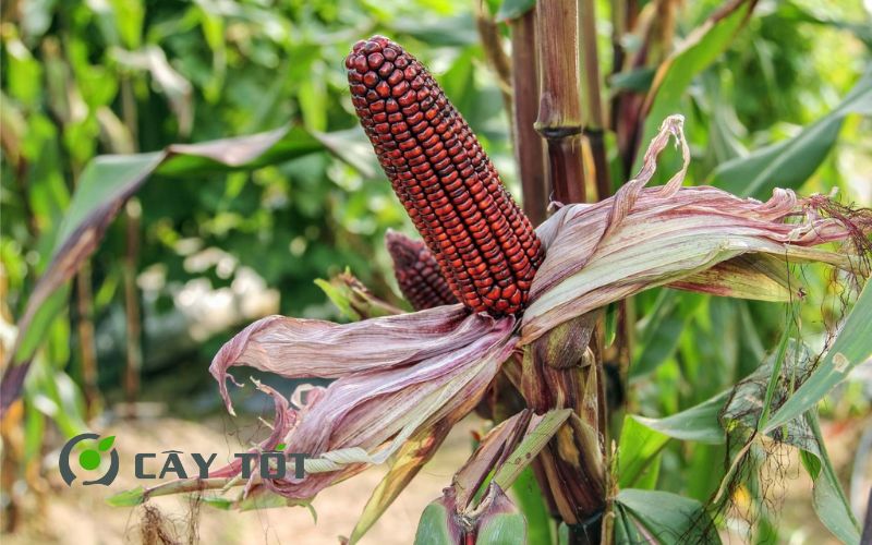 Hạt Giống Ngô Tím