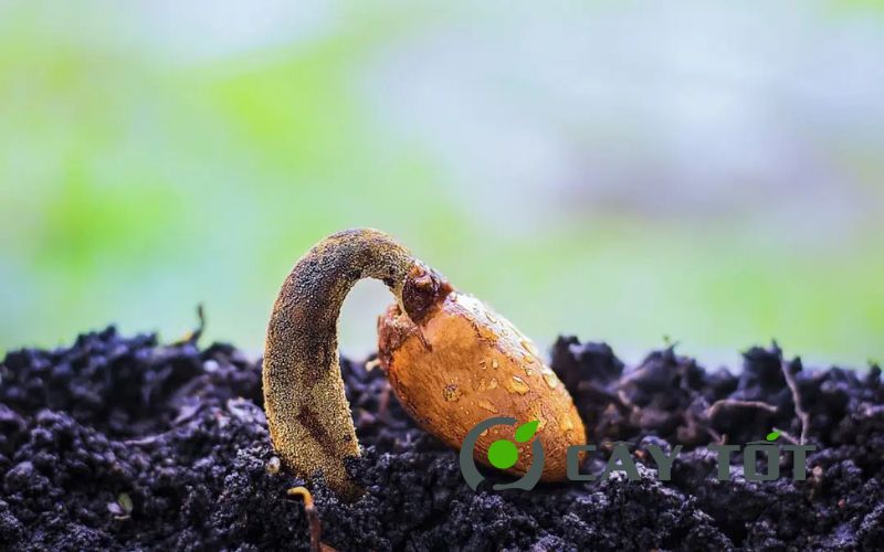 Hạt Giống Cây Trồng