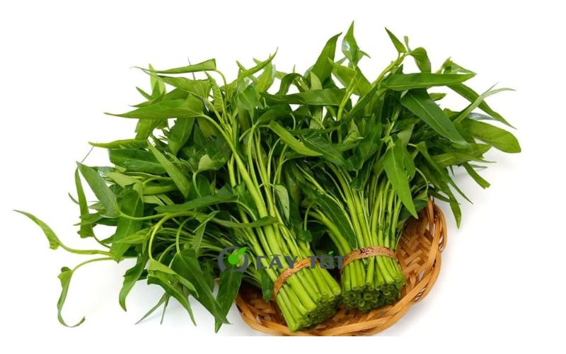 Hạt Giống Rau Muống