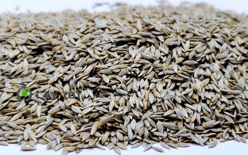 Hạt Giống Xà Lách Búp