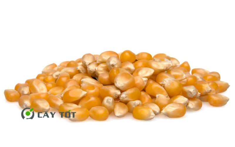 Hạt Giống Ngô Nổ