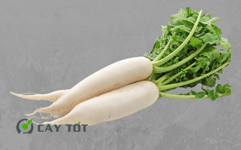 Hạt Giống Củ Cải Trắng