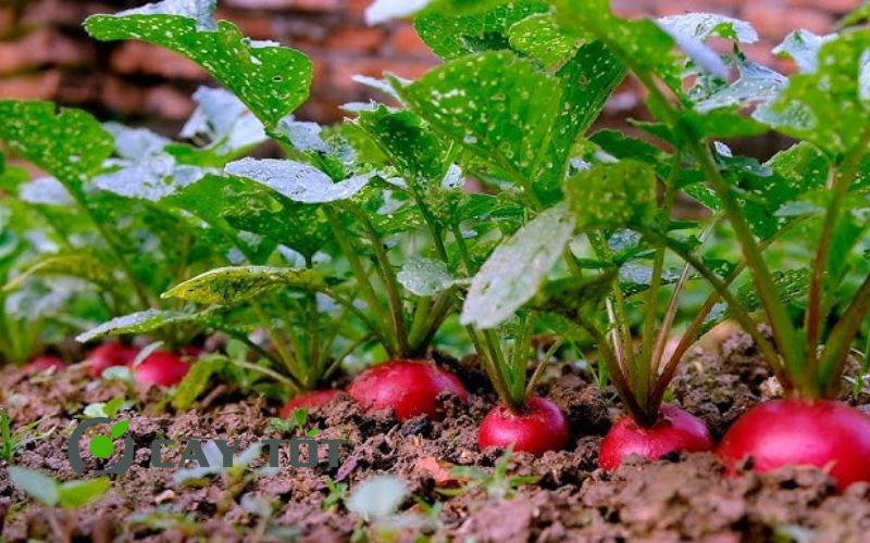 Hạt Giống Củ Cải Đỏ