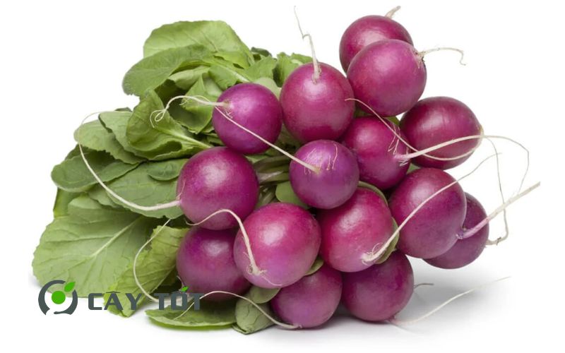 Hạt Giống Củ Cải Tím