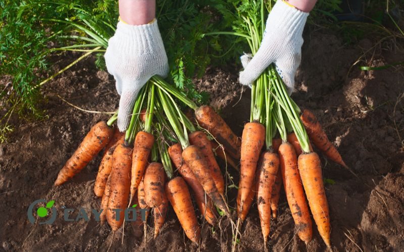 Hạt Giống Cà Rốt