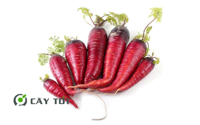 Hạt Giống Cà Rốt Tím