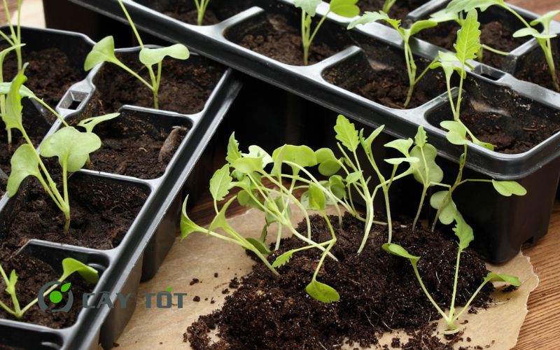 Hạt Giống Su Hào